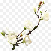 白色梅花免扣素材-空若网 白色梅花免扣素材-空若网