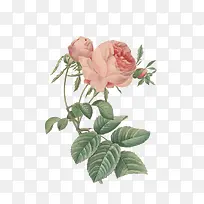 花卉手绘-空若网 花卉手绘-空若网