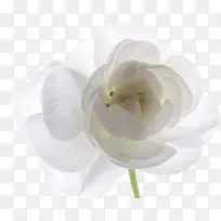 »¨²ÝÏßÃèÊֻ滨²ÝËØ²Ä-¿ÕÈôÍø »¨²ÝÏßÃèÊֻ滨²ÝËØ²Ä-¿ÕÈôÍø