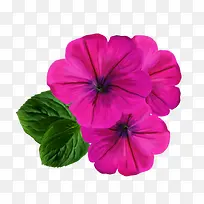 手绘装饰素材ps花卉素材-空若网 手绘装饰素材ps花卉素材-空若网