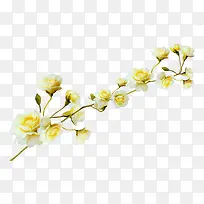 花-空若网 花-空若网