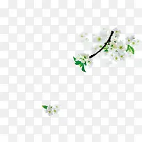 白色花花-空若网 白色花花-空若网