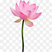 »¨»Ü²å»×°ÊÎËØ²Ä-¿ÕÈôÍø »¨»Ü²å»×°ÊÎËØ²Ä-¿ÕÈôÍø