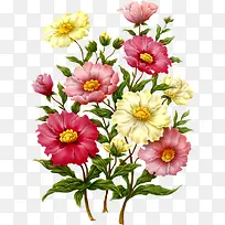 花卉矢量图素材花卉矢量素材-空若网 花卉矢量图素材花卉矢量素材-空若网