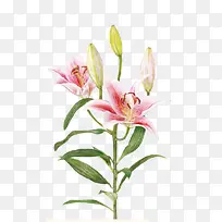 唯美手绘鲜花-空若网 唯美手绘鲜花-空若网