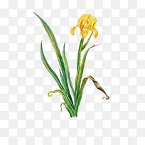 唯美手绘鲜花-空若网 唯美手绘鲜花-空若网