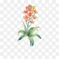 唯美手绘鲜花-空若网 唯美手绘鲜花-空若网