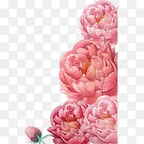粉色水彩花卉-空若网 粉色水彩花卉-空若网