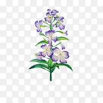 唯美手绘鲜花-空若网 唯美手绘鲜花-空若网