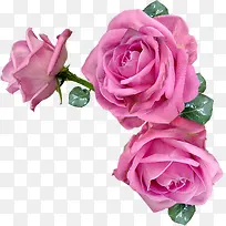 ���ܻ���ps�ز�-������