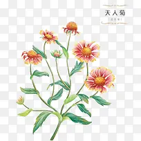 手绘花卉-空若网 手绘花卉-空若网