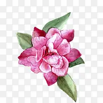 水彩花卉-空若网 水彩花卉-空若网