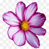 ���ܱ�ǩ�ֻ滨���ز�-������