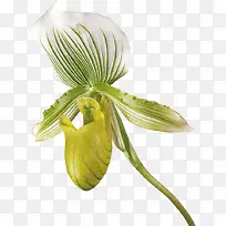 ´´Ò⻨²ÝͼƬ»¨»ÜʸÁ¿Í¼ËزÄ-¿ÕÈôÍø ´´Ò⻨²ÝͼƬ»¨»ÜʸÁ¿Í¼ËزÄ-¿ÕÈôÍø