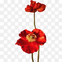 花草图案素材手绘装饰图片-空若网 花草图案素材手绘装饰图片-空若网