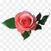 花卉矢量素材花草图案素材-空若网 花卉矢量素材花草图案素材-空若网