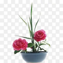 创意花草图片手绘-空若网 创意花草图片手绘-空若网