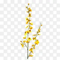 花草设计素材-空若网 花草设计素材-空若网