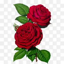 花卉背景素材手绘装饰-空若网 花卉背景素材手绘装饰-空若网