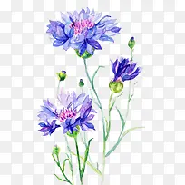 唯美手绘鲜花-空若网 唯美手绘鲜花-空若网