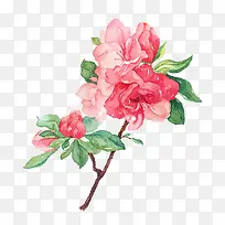 唯美手绘鲜花-空若网 唯美手绘鲜花-空若网