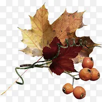 花卉素材水彩花草素材-空若网 花卉素材水彩花草素材-空若网