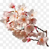 矢量花草素材装饰图片-空若网 矢量花草素材装饰图片-空若网