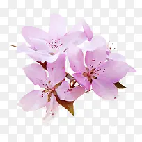 花卉矢量素材花草素材-空若网 花卉矢量素材花草素材-空若网