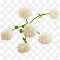 水彩花卉素材手绘花卉素材-空若网 水彩花卉素材手绘花卉素材-空若网