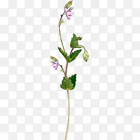 �ʻ����ݻ���ͼ���ز�-������