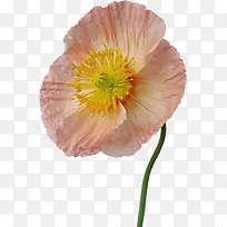 花卉插画水彩花卉素材-空若网 花卉插画水彩花卉素材-空若网