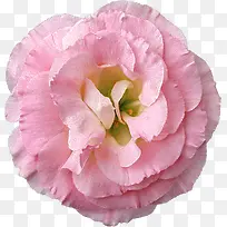 水彩花卉素材庆典花卉-空若网 水彩花卉素材庆典花卉-空若网