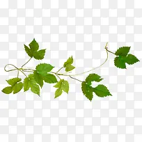 装饰图标花草素材-空若网 装饰图标花草素材-空若网