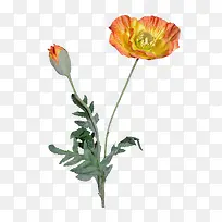 鲜花矢量素材花朵素材-空若网 鲜花矢量素材花朵素材-空若网