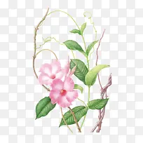 矢量花朵-空若网 矢量花朵-空若网