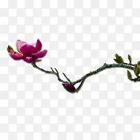 花卉-空若网 花卉-空若网