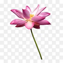 �ֻ滨���زĻ���-������