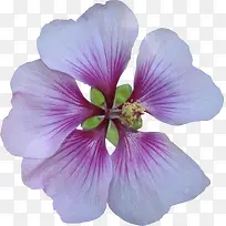 ��ɫľ�Ȼ���-������