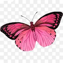 蝴蝶节日素材PNG免抠图素材-空若网 蝴蝶节日素材PNG免抠图素材-空若网