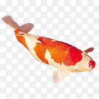 手绘创意鲈鱼主图-空若网 手绘创意鲈鱼主图-空若网