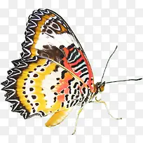 彩色蝴蝶海报主图-空若网 彩色蝴蝶海报主图-空若网