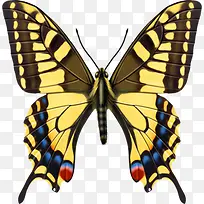 彩色蝴蝶展板主图-空若网 彩色蝴蝶展板主图-空若网