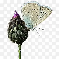 彩色蝴蝶背景主图-空若网 彩色蝴蝶背景主图-空若网