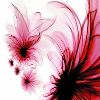 花朵插画-空若网 花朵插画-空若网