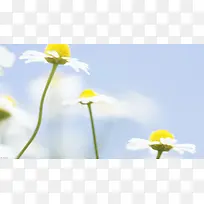 白色花语主页装修-空若网 白色花语主页装修-空若网