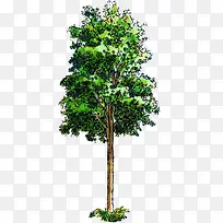 手绘水彩高大树木首页-空若网 手绘水彩高大树木首页-空若网