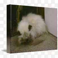 猫须,鼻子,宠物毛皮-老鼠陷阱-空若网 猫须,鼻子,宠物毛皮-老鼠陷阱-空若网