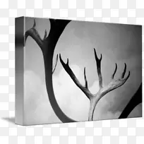 单色摄影静物摄影-鹿角-空若网 单色摄影静物摄影-鹿角-空若网