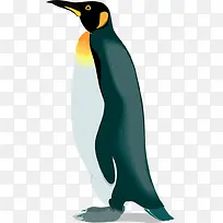 企鹅可爱冬季南极-空若网 企鹅可爱冬季南极-空若网