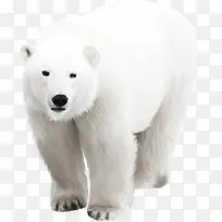 北极熊-空若网 北极熊-空若网